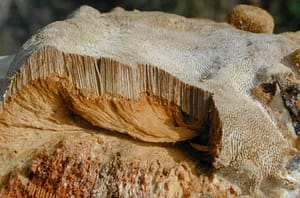 polypore des caves polypore des caves